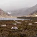 An experiment of open top chambers spread out in a tundra valley.