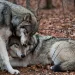 Affectionate gray wolves nuzzling each other on a bed of fall foliage. 