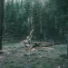 Two children play on a fallen tree in a forest