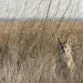 Coyote hiding in tall grass. |Photo by fusaromike/iStock