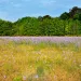 Photo by Joesboy/iStock