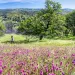 Pink wildflowers in bloom with oak woodland in the background