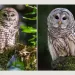 owls