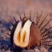 A male Sage Grouse in full display on a lek in Montana. | Photo by KeithSzafranski/iStock
