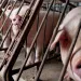 Pink pigs in concrete enclosures look out through metal gates at a CAFO