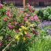 Roses in Boulder, Colorado