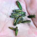 This close up shot shows a number of Emerald Ash Borers that have fallen from an Ash tree, several days after it was injected with a pesticide into its trunk. | Photo by ziggy1/iStock