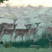 A herd of Fallow deer on Sidney Island