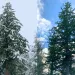 View upward of a large Douglas fir towering over other trees near Jason Mark's house