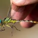 Close-up of a stillwater clubtail with turquoise eyes held by Jim Childress
