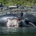 A dead humpback whale with a large gash in its side lies on a rocky beach.