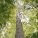 View looking up the trunk of a white pine and the surrounding tree canopy in Mohawk Trail State Forest