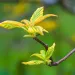 Close-up of a pagoda dogwood branch with several yellow and green leaves
