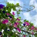 Morning glory vines with pink and purple flowers on a chain-link fence