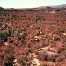 An aerial shot of a parched forest in the Four Corners region of the Southwest.