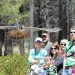 A falcon soars over a crowd of people