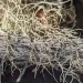 Splitting yarn lichen (sulcaria isidiifera) growing on branch. | Photo by Eli Balderas