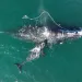 An aerial photo of a North Atlantic right whale mother and calf pair. A lobster rope can be seen dragging from the mother's mouth. 