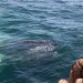 whale watching
