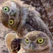 Photo by Jack Dykinga/Nature Picture Library