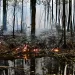 Fire burning on a swamp