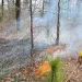 Firefighters in yellow hardhats, managing a prescribed burn.