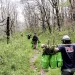 Workers carrying spruce saplings up a trail
