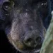 A Louisiana Black Bear, subspecies of the black bear rests in a water oak tree in a neighborhood in Marksville, La