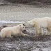 Two polars wait for the ice to form on the edge of Hudson Bay.