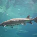 Atlantic Sturgeon swimming into view. | Photo by cezars/Getty Images
