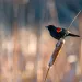  A small black bird with red on its wing sits on a cattail.
