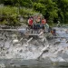 Invasive carp jumping in the river
