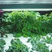 Hydroponic green plants under a grow lamp