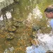 A researcher inspects buckets containing transported freshwater mussels in a clear stream.
