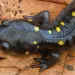 Close-up of a black and yellow spotted salamander on a leaf