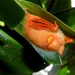 Photo courtesy of Abu Hamas / iNaturalist, CC By-NC 4.0