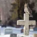 Long-earned owl perched atop a cross-shaped tombstone in a cemetery blanketed in snow.