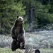 In this undated photo provided by Grand Teton National Park a grizzly bear known as No. 399 stands alongside a cub. | Photo by C. Adams/Grand Teton National Park via AP