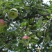 Not yet ripe apples dangling from an apple tree in the Manzanos Mountains