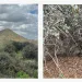 A side by side image on the Jurupa Oak. One image is an aerial shot. The other is a close up. 