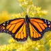 A monarch butterfly rest on goldenrod, basking in the sun. 