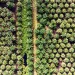 An aerial view of neat rows of palm trees