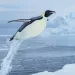 An emperor penguin in Atka Bay in Antarctica is mid-"flight" with a tunnel of water trailing it before it lands on a chunk of ice where other penguins have gathered.
