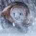 A brown wolverine's face is covered with snow as it walks through a flurry toward the camera