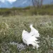 A bleached-white animal skull sits on a grassy area of the Arctic National Wildlife Refuge in Alaska.