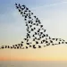 Flock of birds in bird formation flying above sea. 