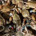 Live blue crabs are displayed for sale at the Maine Avenue Fish Market in Washington, DC.