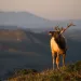 Tule elk, Point Reyes National Seashore. | Photo by Mark Newman/Getty Images