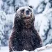 Grizzly bear peaking up from the snow. 