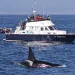Photo courtesy of Marine Life Studies